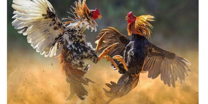 Hình thức đá gà cựa dao khốc liệt tại địa chỉ