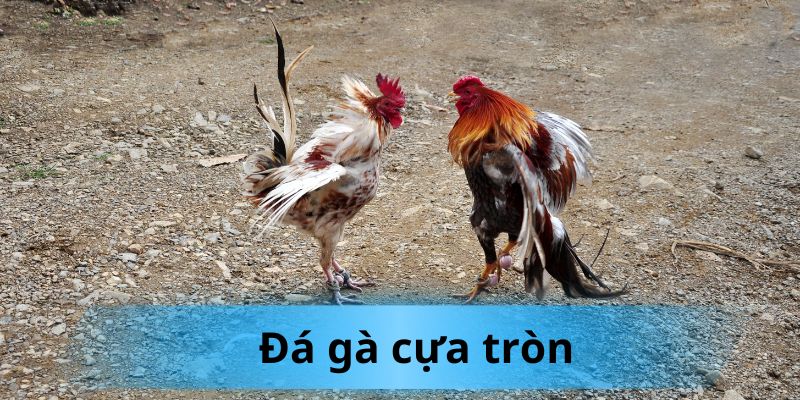 Đá gà cựa tròn có sự khác biệt lớn về phần cựa gà