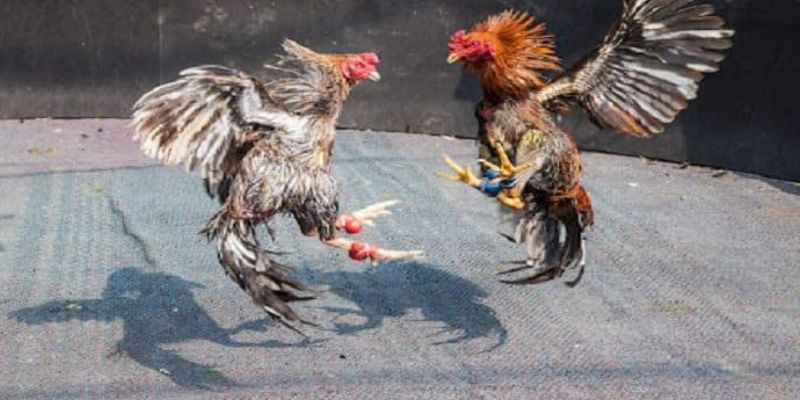 Đá gà cựa tròn tại 123B đã thu hút rất nhiều người chơi