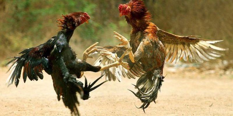 Tổng hợp các hình thức đá gà đang được ưa chuộng