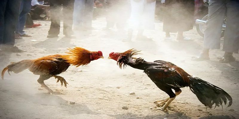 Luật chơi đá gà đơn giản dành cho người bắt đầu