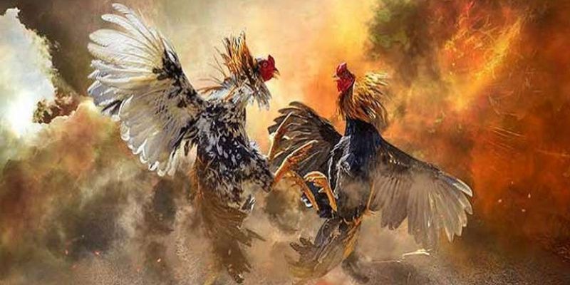 Kinh nghiệm tham gia đá gà nòi của cao thủ