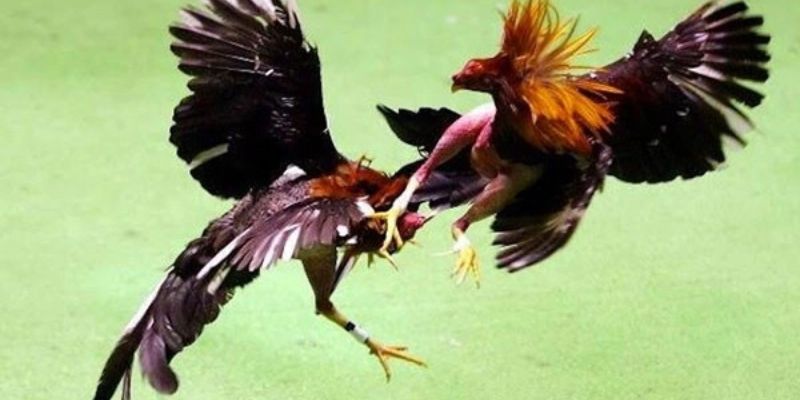 Tổng quan các thông tin nổi bật của bộ môn đá gà